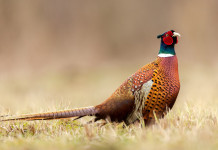 No all’Iva agevolata sulla cessione della fauna da ripopolamento No all’Iva agevolata sulla cessione della fauna da ripopolamento