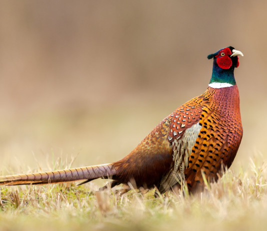 No all’Iva agevolata sulla cessione della fauna da ripopolamento No all’Iva agevolata sulla cessione della fauna da ripopolamento