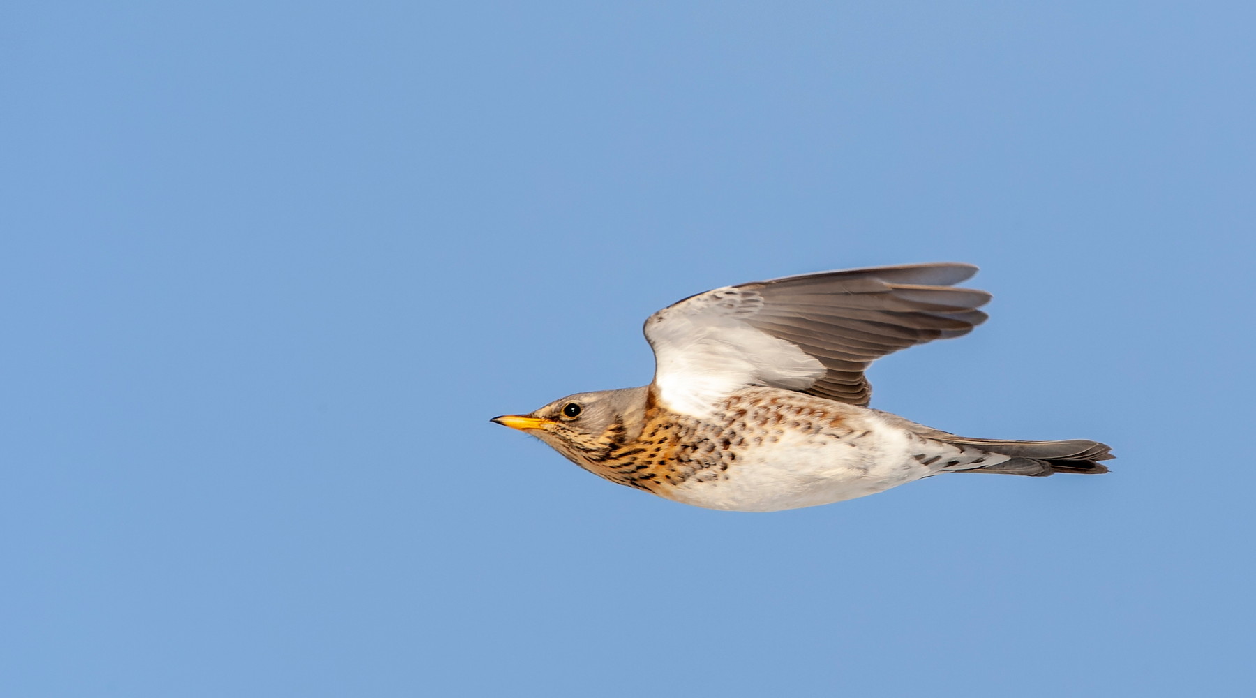 Oggi la discussione del calendario venatorio della Lombardia Oggi la discussione del calendario venatorio della Lombardia (cesena, fieldfare, turdus pilaris, in volo)