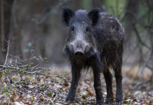 Ordinanza del commissario alla peste suina africana, Fidc Calabria chiede intervento della Regione Ordinanza del commissario alla peste suina africana, Fidc Calabria chiede intervento Regione: giovane cinghiale nella foresta