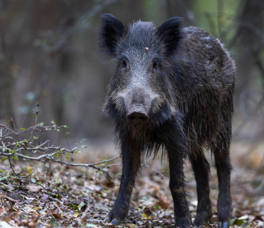Ordinanza del commissario alla peste suina africana, Fidc Calabria chiede intervento della Regione Ordinanza del commissario alla peste suina africana, Fidc Calabria chiede intervento Regione: giovane cinghiale nella foresta