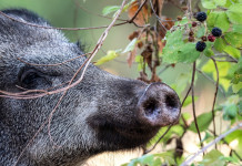 Peste suina africana, anche Piemonte chiede deroga per caccia al cinghiale Peste suina africana, anche Piemonte chiede deroga per abbattimenti di cinghiale