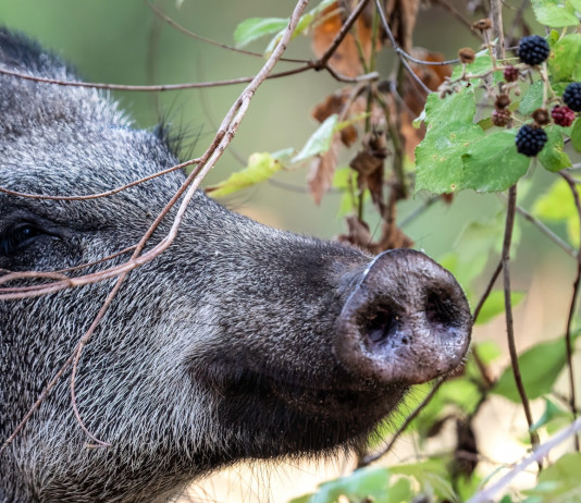 Peste suina africana, anche Piemonte chiede deroga per caccia al cinghiale Peste suina africana, anche Piemonte chiede deroga per abbattimenti di cinghiale