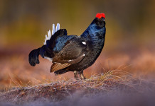 Posizione comune di Arcicaccia, Enalcaccia e Libera Caccia sulla stagione di caccia in Piemonte Posizione comune di Arcicaccia, Enalcaccia e Libera Caccia sulla stagione di caccia in Piemonte: fagiano di monte (Lyrurus tetrix)