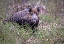 Quanti sono i casi di peste suina africana in Italia? Quanti sono i casi di peste suina africana in Italia? cinghiale nella foresta