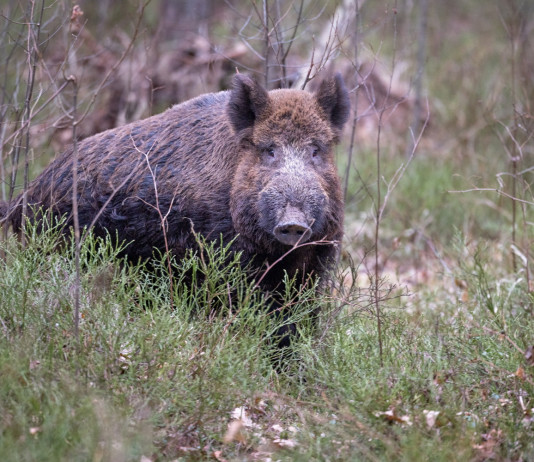 Quanti sono i casi di peste suina africana in Italia? Quanti sono i casi di peste suina africana in Italia? cinghiale nella foresta