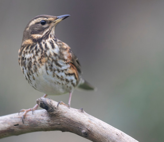 Respinto controricorso Federcaccia sul calendario venatorio delle Marche Respinto controricorso Federcaccia sul calendario venatorio delle Marche: tordo sassello (Turdus iliacus, redwing)