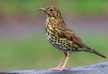 Respinto il ricorso contro calendario venatorio della Lombardia Respinto il ricorso contro calendario venatorio della Lombardia (tordo bottaccio, Turdus philomelos)