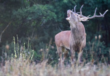 Respinto ricorso contro la caccia di selezione al cervo in Abruzzo Respinto ricorso contro la caccia di selezione al cervo in Abruzzo