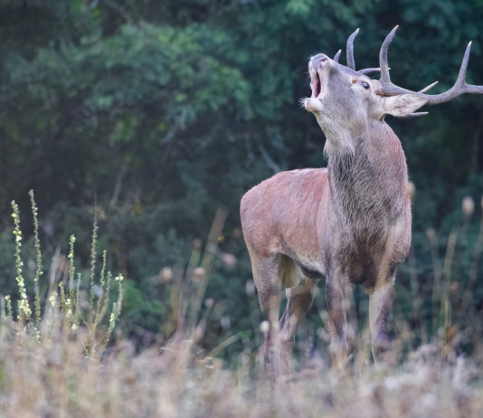 Respinto ricorso contro la caccia di selezione al cervo in Abruzzo Respinto ricorso contro la caccia di selezione al cervo in Abruzzo