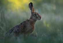 Rilancio della piccola selvaggina, le proposte della Face sulla politica agricola comune Rilancio della piccola selvaggina, le proposte della Face sulla politica agricola comunitaria: lepre