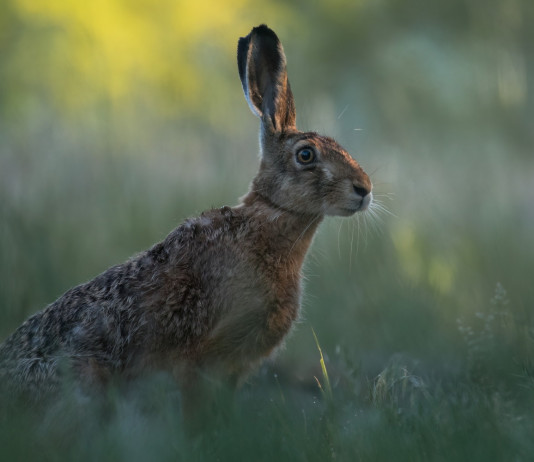 Rilancio della piccola selvaggina, le proposte della Face sulla politica agricola comune Rilancio della piccola selvaggina, le proposte della Face sulla politica agricola comunitaria: lepre