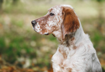 Slitta la discussione della riforma della legge sulla caccia Slitta la discussione della riforma della legge sulla caccia: setter inglese bianco-arancio