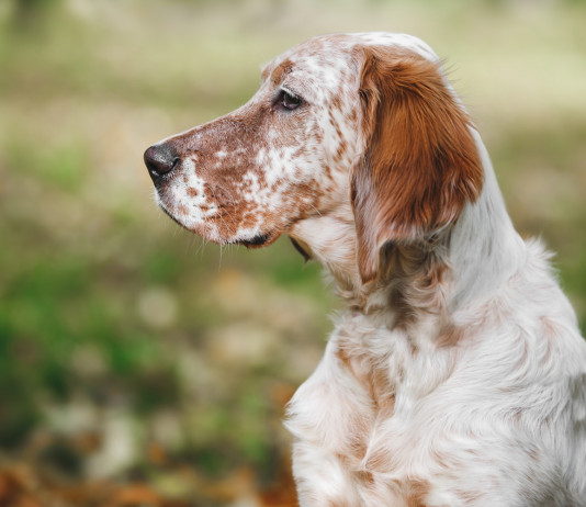 Slitta la discussione della riforma della legge sulla caccia Slitta la discussione della riforma della legge sulla caccia: setter inglese bianco-arancio