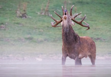 Sospesa la caccia di selezione al cervo in Abruzzo Sospesa la caccia di selezione al cervo in Abruzzo