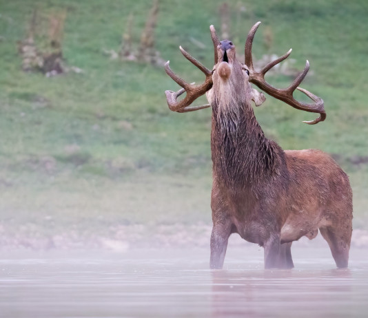 Sospesa la caccia di selezione al cervo in Abruzzo Sospesa la caccia di selezione al cervo in Abruzzo
