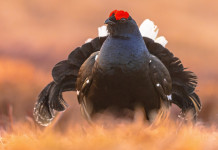 Sospeso il calendario venatorio del Piemonte Sospeso il calendario venatorio del Piemonte: fagiano di monte (Lyrurus tetrix)