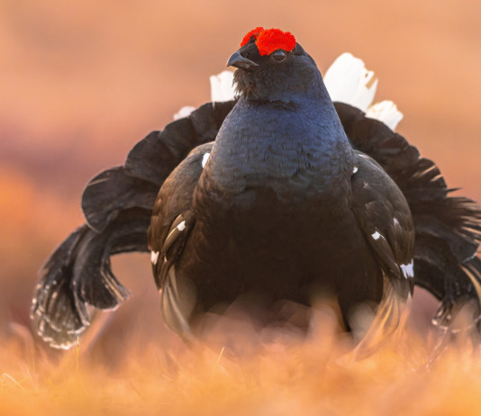 Sospeso il calendario venatorio del Piemonte Sospeso il calendario venatorio del Piemonte: fagiano di monte (Lyrurus tetrix)