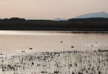 Sulla gestione del Padule di Fucecchio la Fidc risponde a Wwf, Legambiente e Fatto Quotidiano Sulla gestione del Padule di Fucecchio la Fidc risponde a Wwf, Legambiente e Fatto Quotidiano