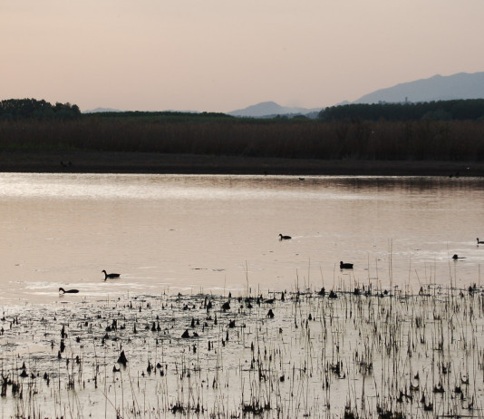 Sulla gestione del Padule di Fucecchio la Fidc risponde a Wwf, Legambiente e Fatto Quotidiano Sulla gestione del Padule di Fucecchio la Fidc risponde a Wwf, Legambiente e Fatto Quotidiano