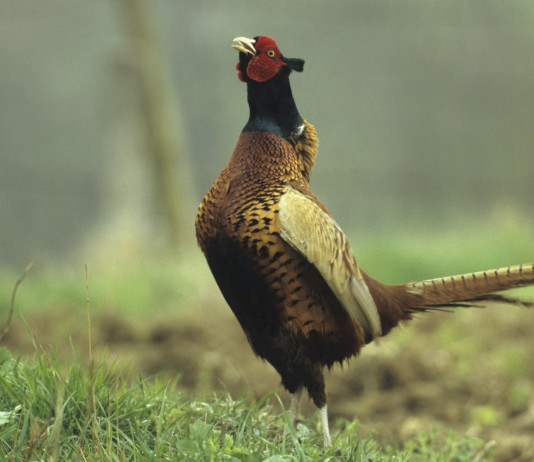 Tar Piemonte chiede a Regione e Fidc chiarimenti sul calendario venatorio Tar Piemonte chiede a Regione e Fidc chiarimenti sul calendario venatorio: fagiano