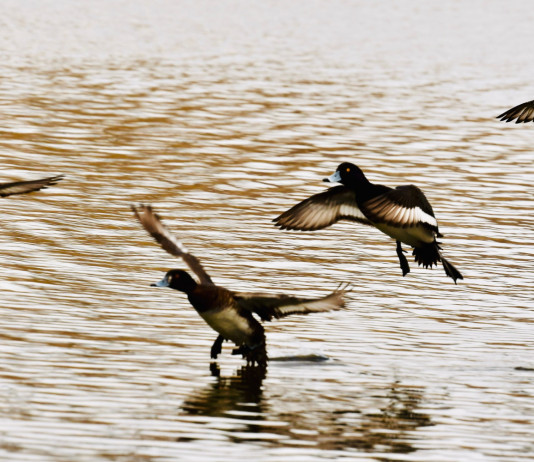 Tar Piemonte conferma sospensione della caccia a sole quattro specie Tar Piemonte conferma sospensione della caccia a sole quattro specie