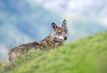 Veneto invita parlamento a legiferare sul prelievo del lupo Veneto invita parlamento a legiferare sul prelievo del lupo