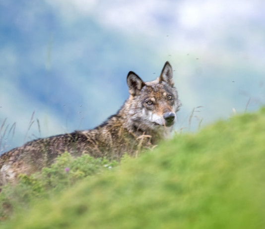 Veneto invita parlamento a legiferare sul prelievo del lupo Veneto invita parlamento a legiferare sul prelievo del lupo