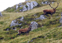 Cervo contro capriolo cervo contro capriolo