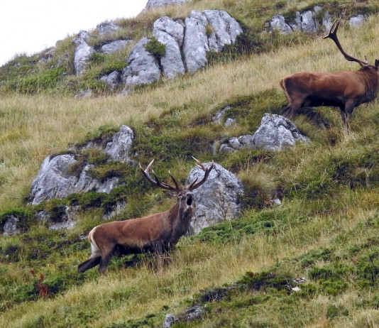 Cervo contro capriolo cervo contro capriolo
