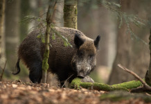 600.000 euro per il contrasto alla peste suina africana in Lombardia 600.000 euro per il contrasto alla peste suina africana in Lombardia: cinghiale nella foresta