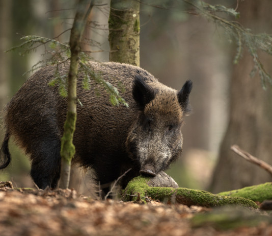 600.000 euro per il contrasto alla peste suina africana in Lombardia 600.000 euro per il contrasto alla peste suina africana in Lombardia: cinghiale nella foresta