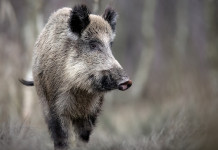 Abruzzo approva piano straordinario per il contenimento del cinghiale Abruzzo approva piano straordinario per il contenimento del cinghiale