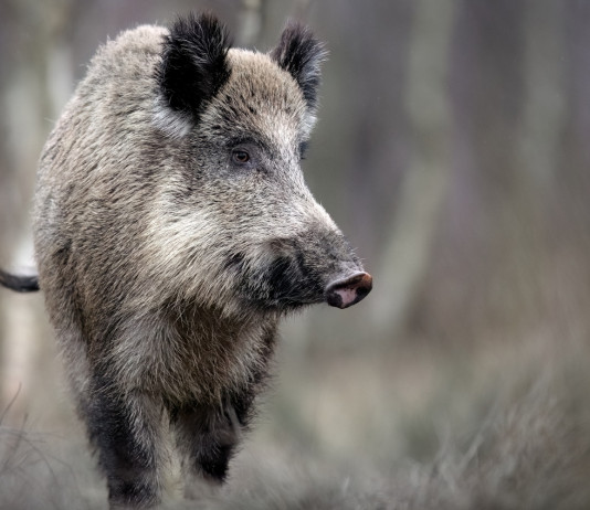 Abruzzo approva piano straordinario per il contenimento del cinghiale Abruzzo approva piano straordinario per il contenimento del cinghiale