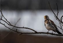 Anticipata la chiusura della caccia al tordo in Calabria Anticipata la chiusura della caccia al tordo in Calabria: cesena (Turdus pilaris, fieldfare)