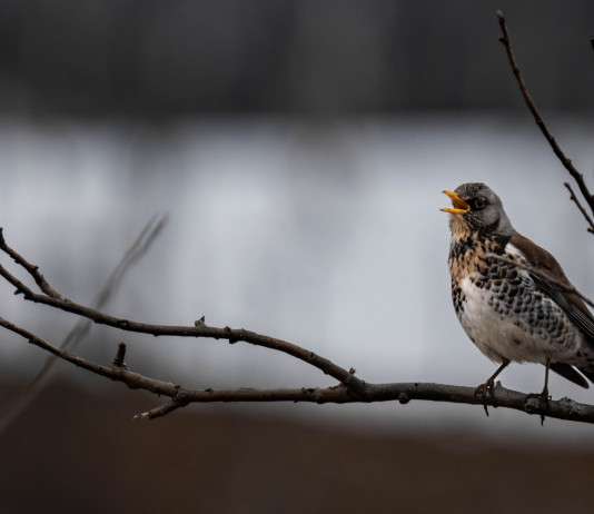 Anticipata la chiusura della caccia al tordo in Calabria Anticipata la chiusura della caccia al tordo in Calabria: cesena (Turdus pilaris, fieldfare)