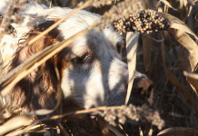 Caccia al fagiano con il cane da ferma Caccia al fagiano con il cane da ferma