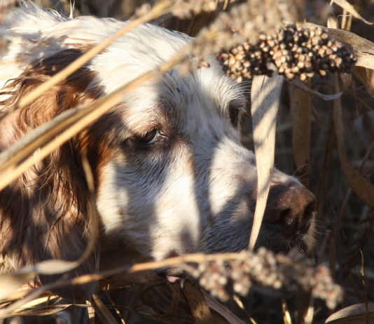 Caccia al fagiano con il cane da ferma Caccia al fagiano con il cane da ferma