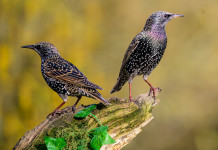 Caccia allo storno in Toscana possibile solo col tesserino digitale Caccia allo storno in Toscana possibile solo col tesserino digitale: due storni