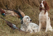 Camera approva legge sul maltrattamento animale Camera approva legge sul maltrattamento animale: due cani da caccia vicino a fagiani abbattuti