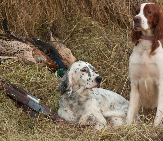 Camera approva legge sul maltrattamento animale Camera approva legge sul maltrattamento animale: due cani da caccia vicino a fagiani abbattuti
