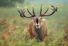 Chiarimento sull’iscrizione di cacciatori e selecontrollori all’Uits Chiarimento sull’iscrizione di cacciatori e selecontrollori all’Uits: cervo in bramito