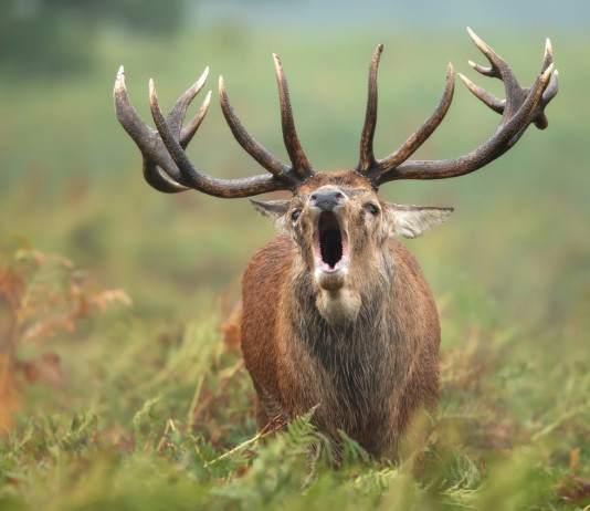 Chiarimento sull’iscrizione di cacciatori e selecontrollori all’Uits Chiarimento sull’iscrizione di cacciatori e selecontrollori all’Uits: cervo in bramito