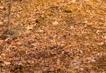 Ersaf pubblica primo bollettino meteo sulla caccia alla beccaccia in Lombardia Ersaf pubblica primo bollettino sulla caccia alla beccaccia in Lombardia: beccaccia tra foglie autunnali