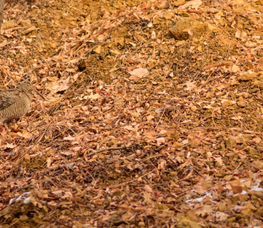 Ersaf pubblica primo bollettino meteo sulla caccia alla beccaccia in Lombardia Ersaf pubblica primo bollettino sulla caccia alla beccaccia in Lombardia: beccaccia tra foglie autunnali