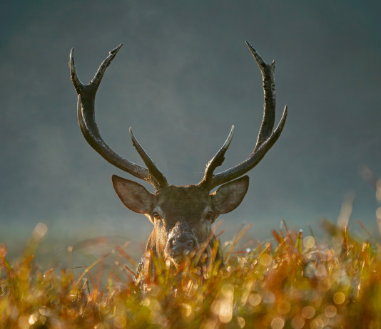 Federcaccia Lombardia contro emendamento su sanzioni decise da Atc e Comprensori alpini Federcaccia contro emendamento su sanzioni decise da Atc e Comprensori alpini: cervo