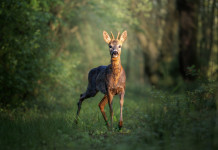 Federcaccia soddisfatta per la modifica della legge sulla caccia in Lombardia Federcaccia soddisfatta per modifica della legge sulla caccia in Lombardia: capriolo nella foresta