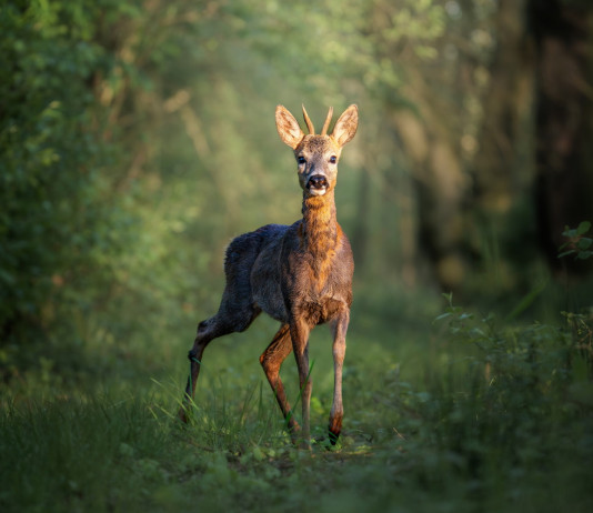 Federcaccia soddisfatta per la modifica della legge sulla caccia in Lombardia Federcaccia soddisfatta per modifica della legge sulla caccia in Lombardia: capriolo nella foresta
