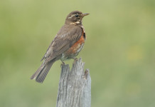 Fidc presenta ricorso contro la chiusura anticipata della caccia al tordo in Calabria Fidc presenta ricorso contro la chiusura anticipata della caccia al tordo in Calabria: tordo sassello (Turdus iliacus - redwing)