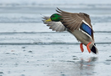 Governo non impugna legge sulla caccia da capanno in Veneto Governo non impugna legge sulla caccia da capanno in Veneto: germano reale in volo su acqua